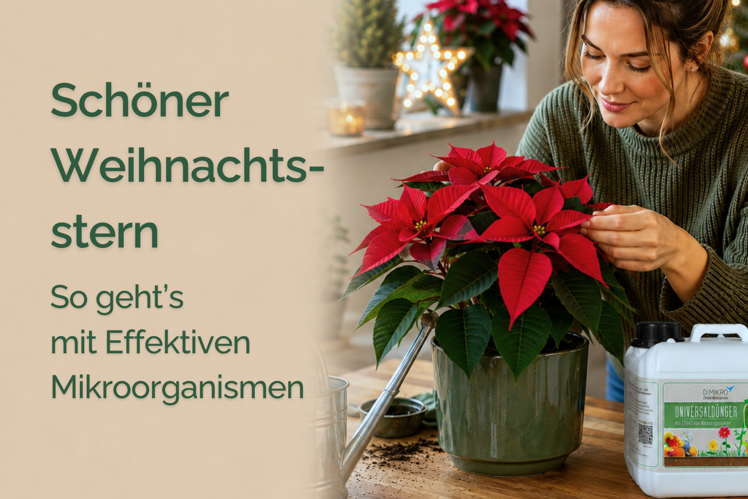 Weihnachtsstern pflegen