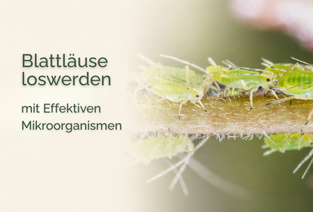 Blattläuse bekämpfen