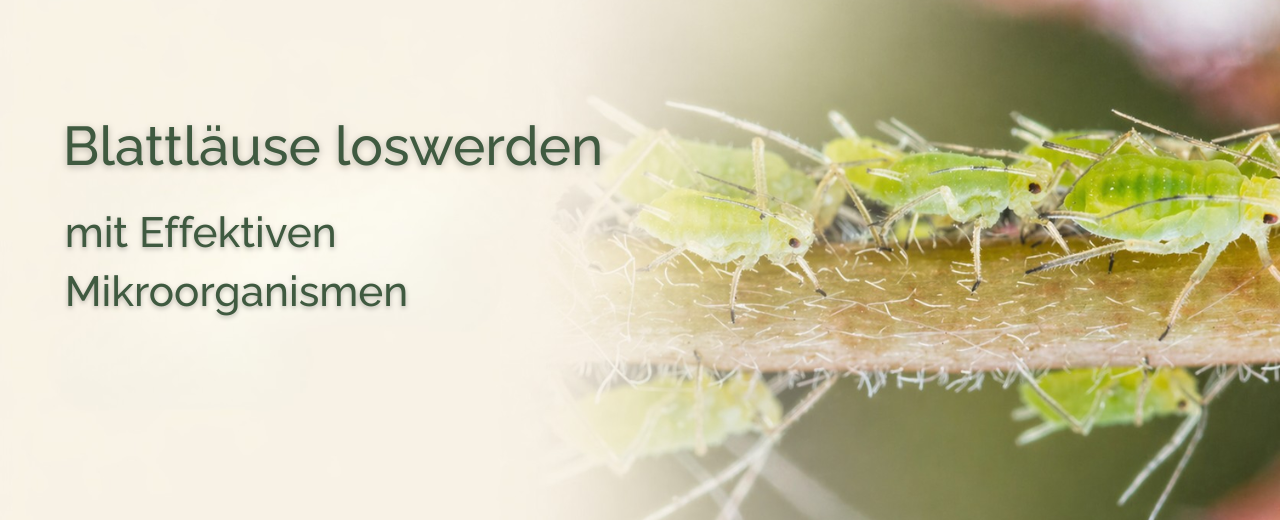 Blattläuse bekämpfen