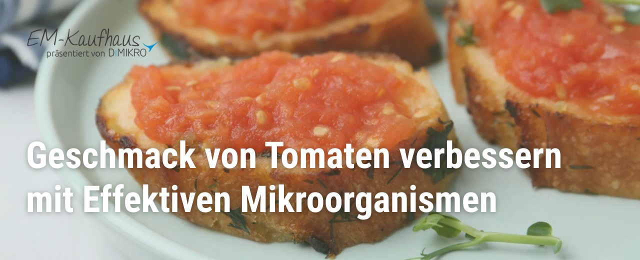 Du hast die ersten Früchte Deiner harten Arbeit im Garten oder am Kübel geerntet und stellst bei der ersten Geschmacksprobe fest, dass Deine Tomaten nicht wie erhofft süß und reif schmecken, sondern nach überhaupt nichts oder sogar nach etwas Fremdartigem? Nun, falls dieser Fall eintritt, gibt es tatsächlich ein paar Dinge die Du tun kannst, um die Geschmacksqualität der später geernteten Tomaten zu verbessern.