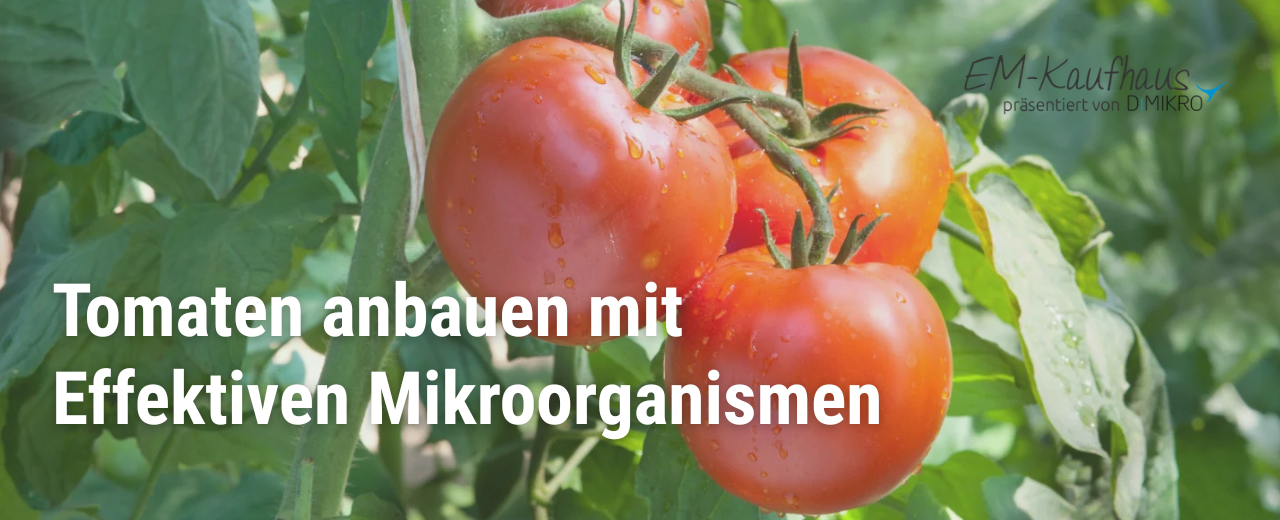 Tomaten richtig anpflanzen mit EM - so gelingt die perfekte Ernte 