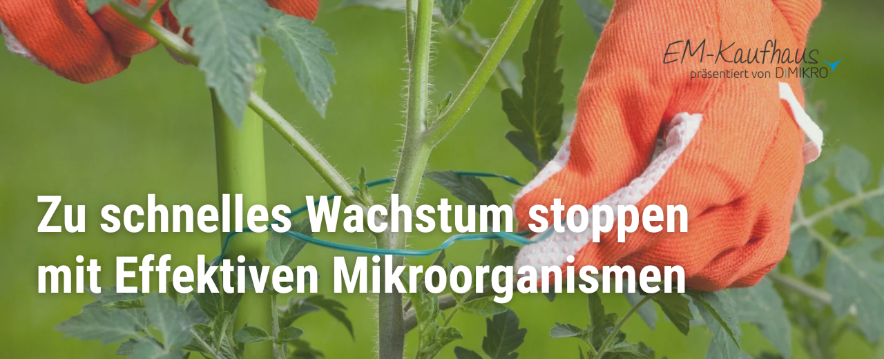 Tomaten wachsen zu schnell hoch - EM Hilfe