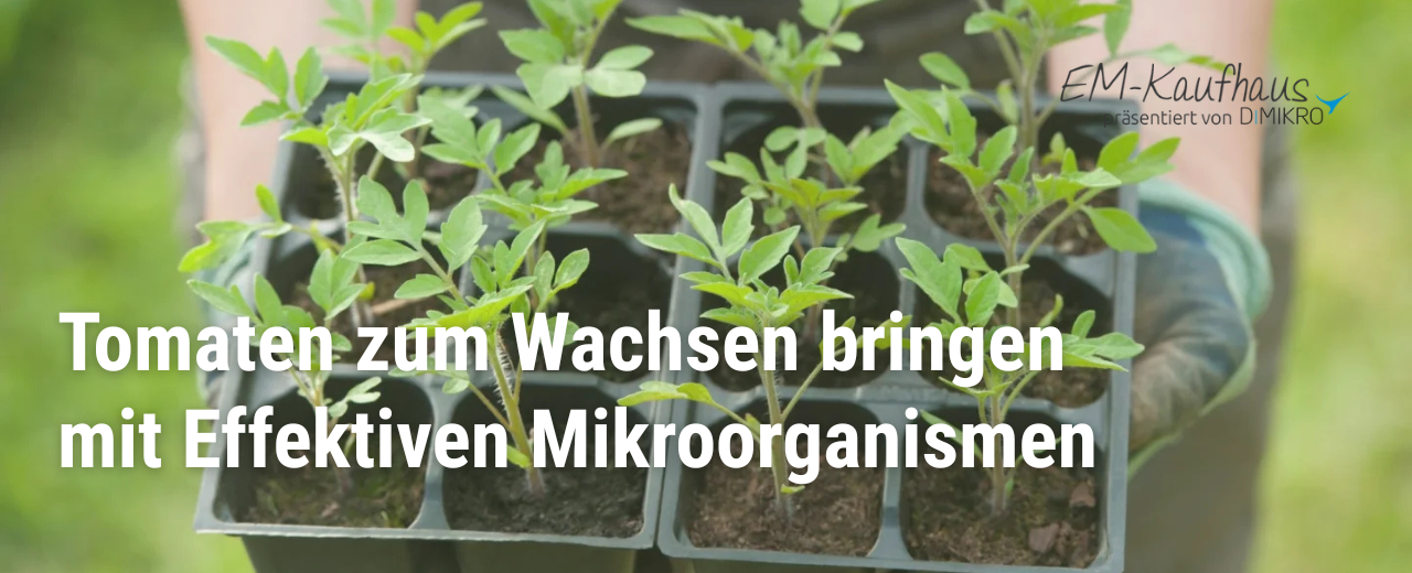 Tomaten wachsen nicht hoch - EM Hilfe