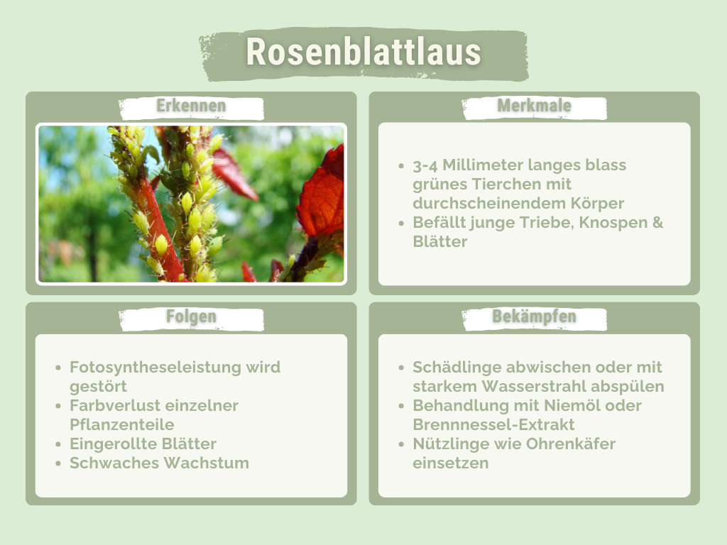 Rosenblattlaus