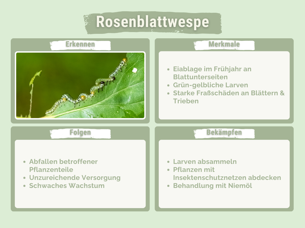 Rosenblattwespe