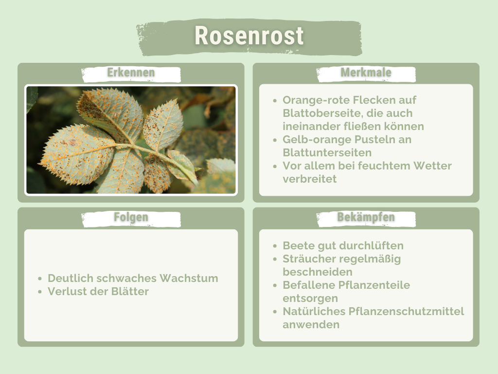 Rosenrost