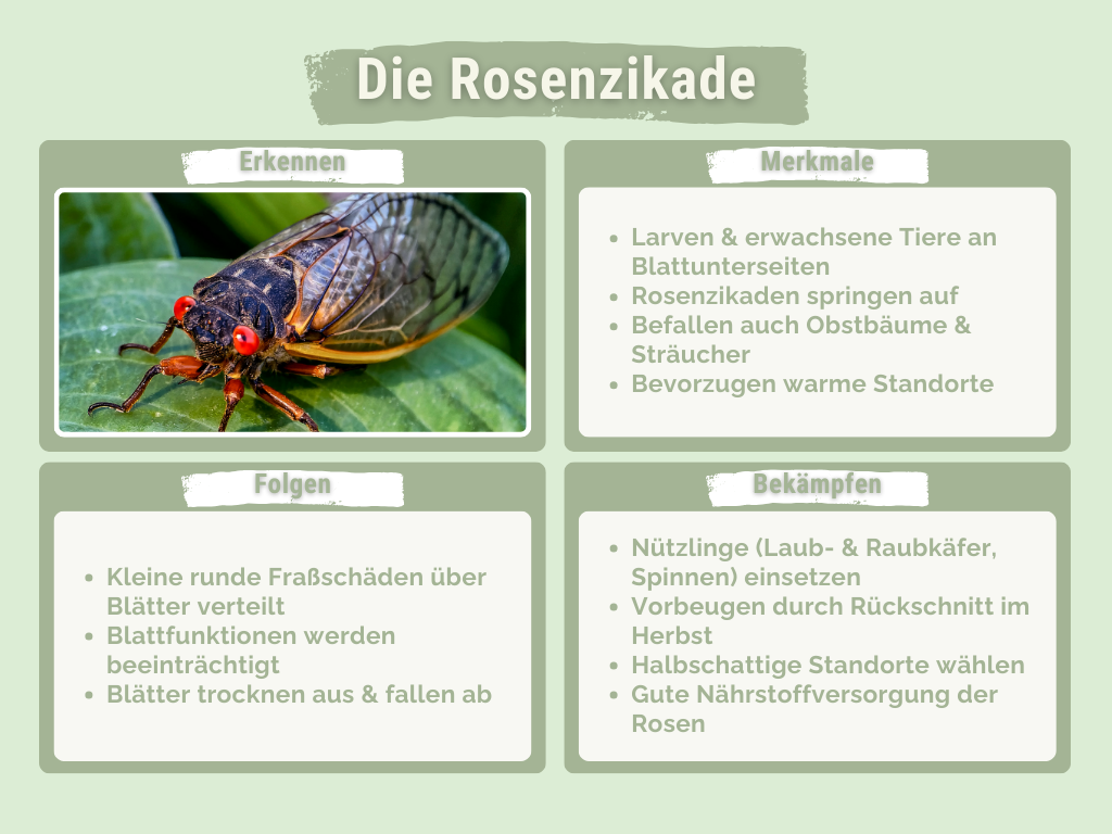 Rosenzikade