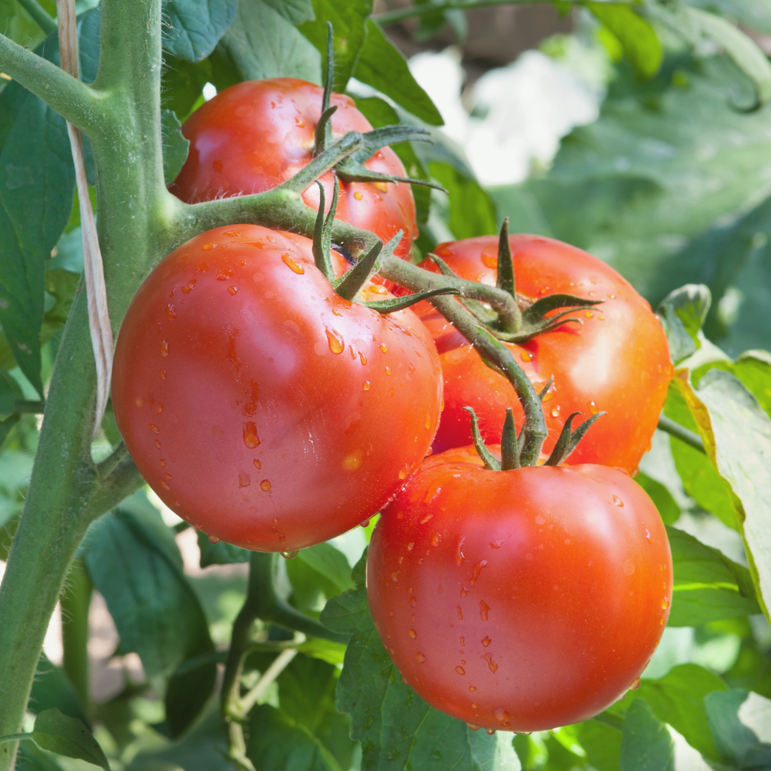 Tomaten richtig anpflanzen mit EM
