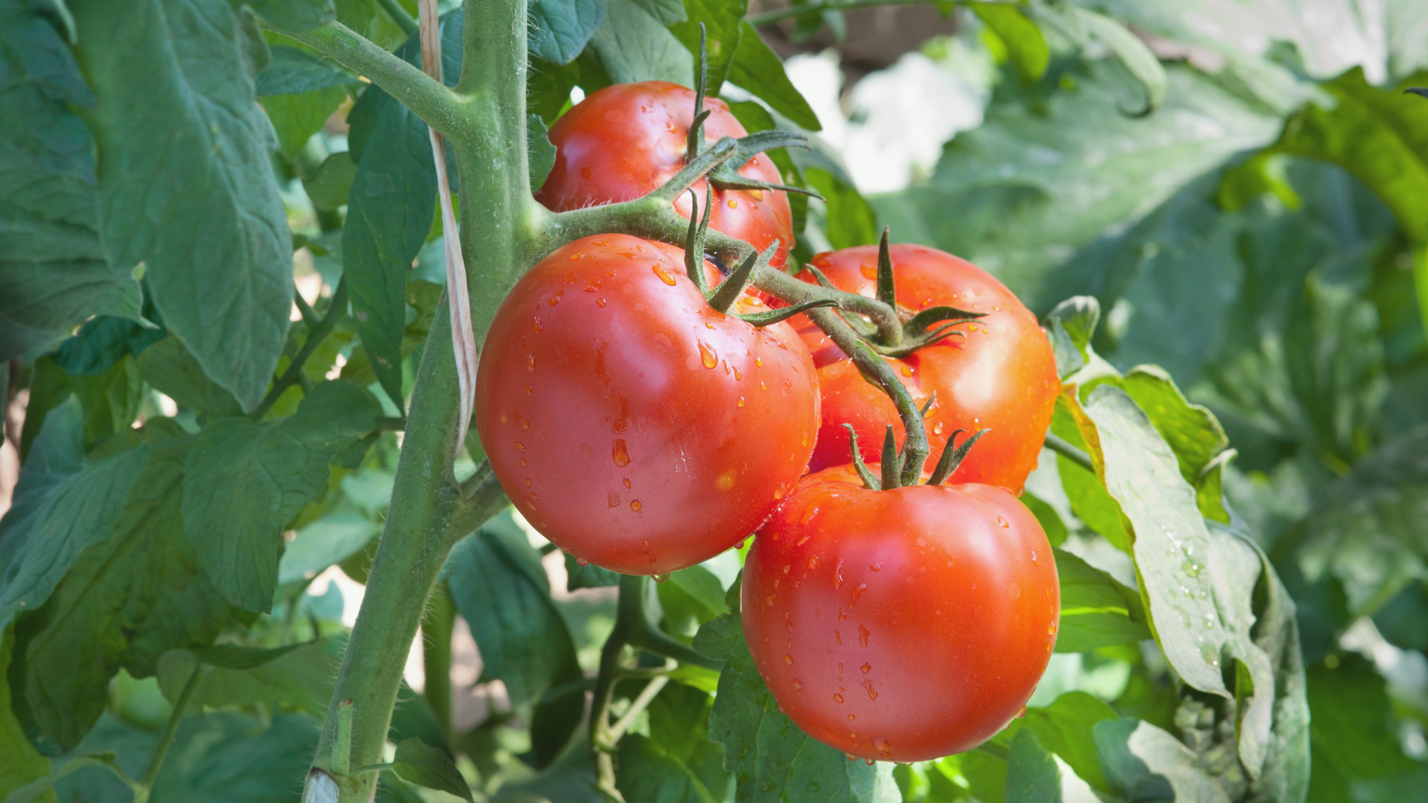 Tomaten richtig anpflanzen mit EM - so gelingt die perfekte Ernte 