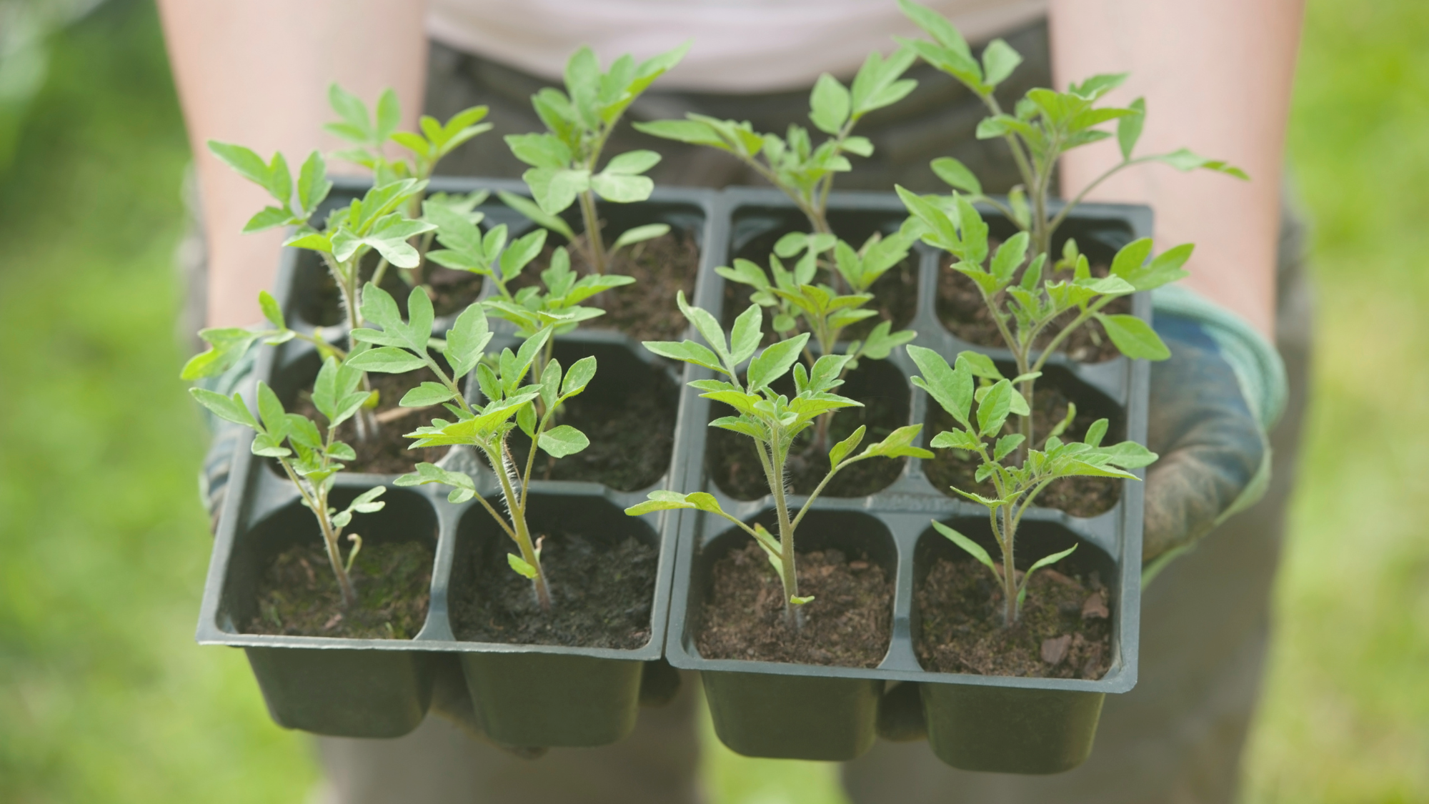 Tomaten wachsen nicht hoch - EM Hilfe