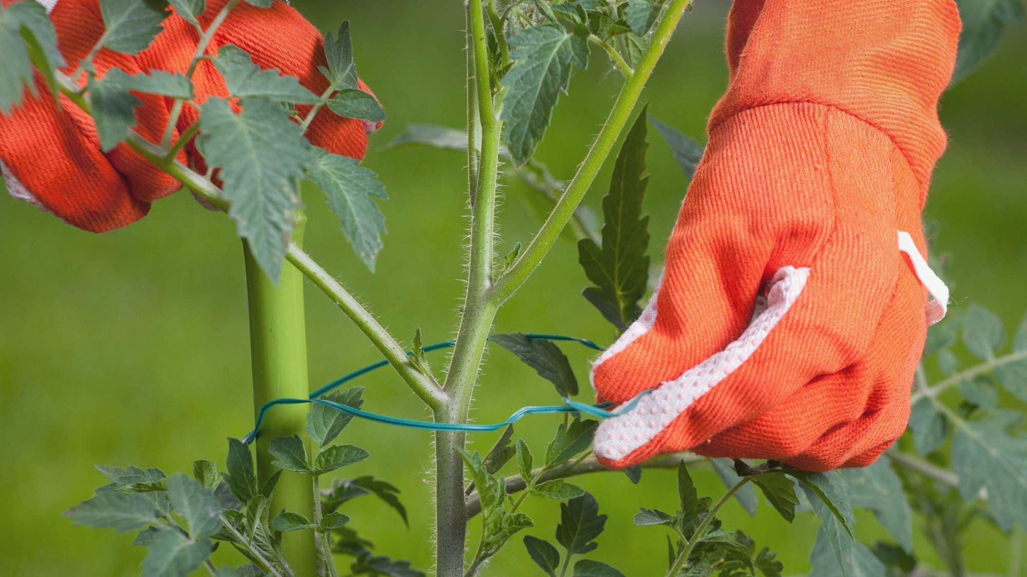 Tomaten wachsen zu schnell hoch - EM Hilfe