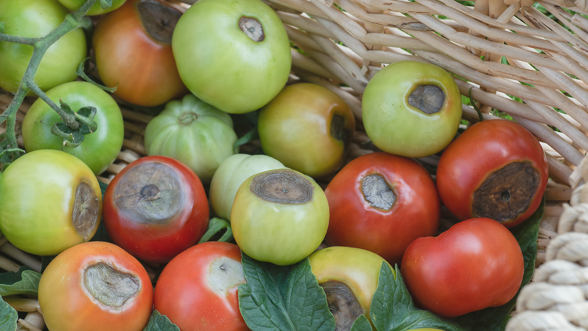 Tomaten werden braun oder schwarz - EM Hilfe