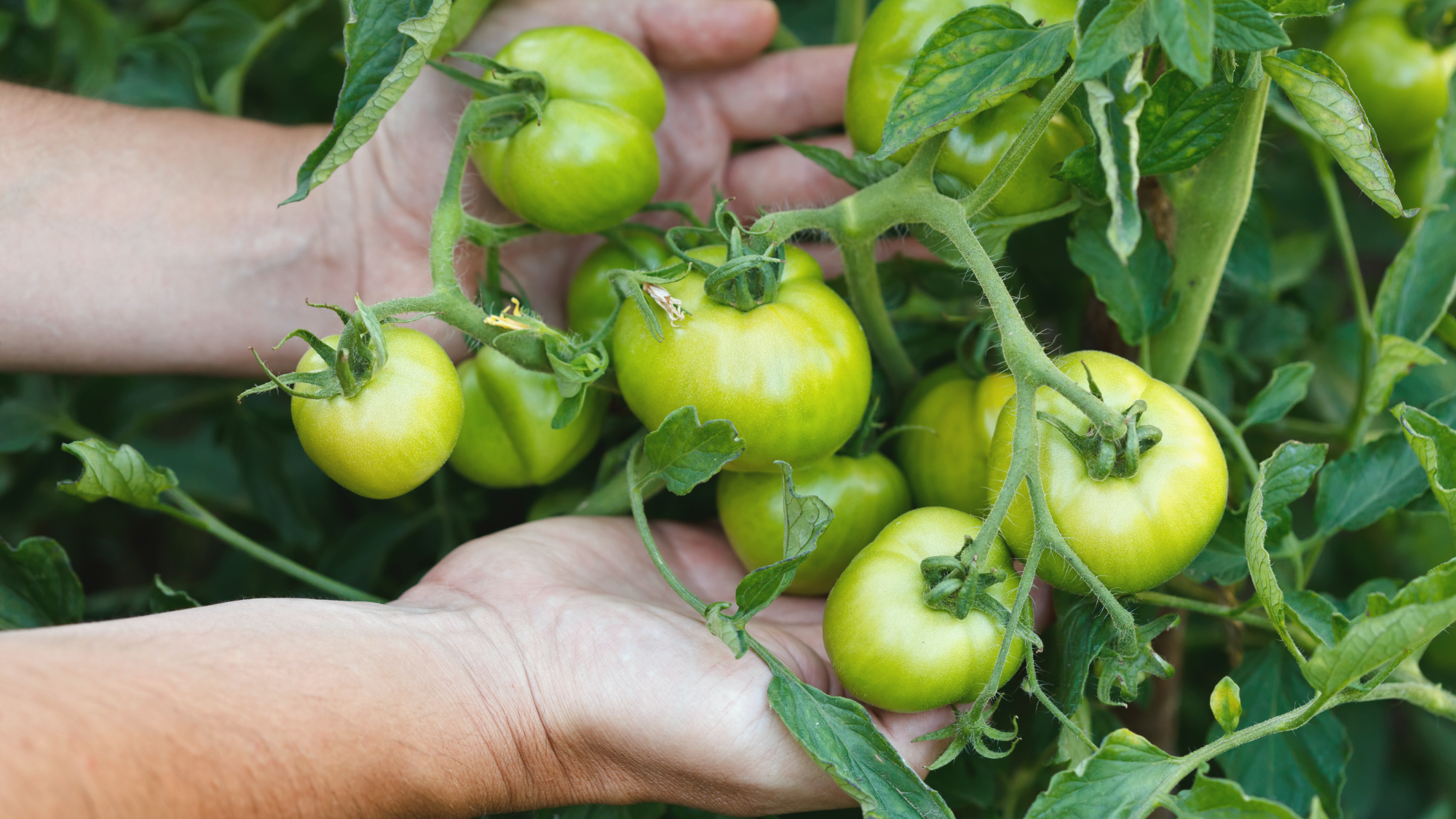 Tomaten werden nicht rot / bleiben grün - EM Hilfe