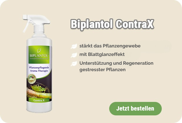 Mittel gegen Trauermücken kaufen