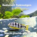 AquaBioBalance - Teich- und Fischpflege