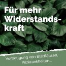 Fermentierter Chili-Knoblauch-Extrakt