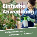Fermentierter Chili-Knoblauch-Extrakt