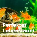 Zeolith grob 5-8 mm - 5 kg *B-Ware